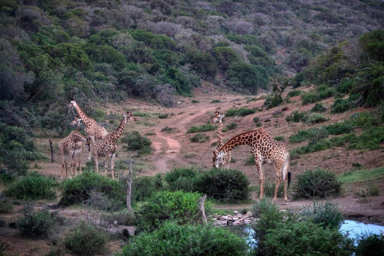 Safari Lodge - Amakhala Game Reserve Bagian luar foto