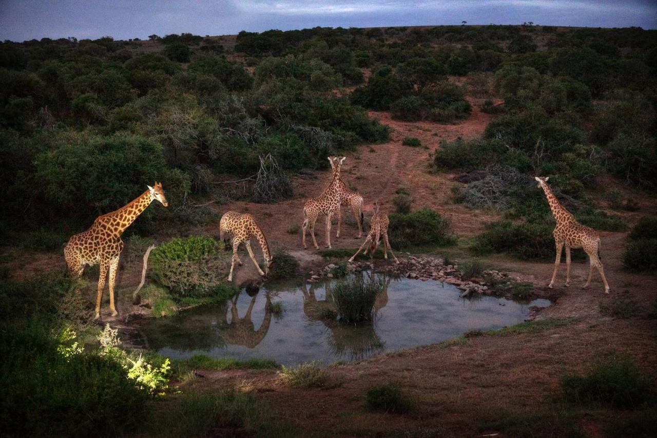 Safari Lodge - Amakhala Game Reserve Bagian luar foto