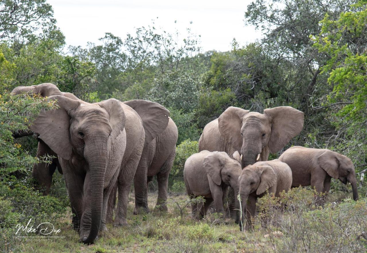 Safari Lodge - Amakhala Game Reserve Bagian luar foto