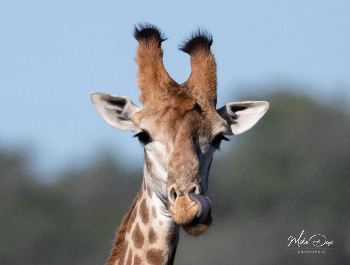 Safari Lodge - Amakhala Game Reserve Bagian luar foto