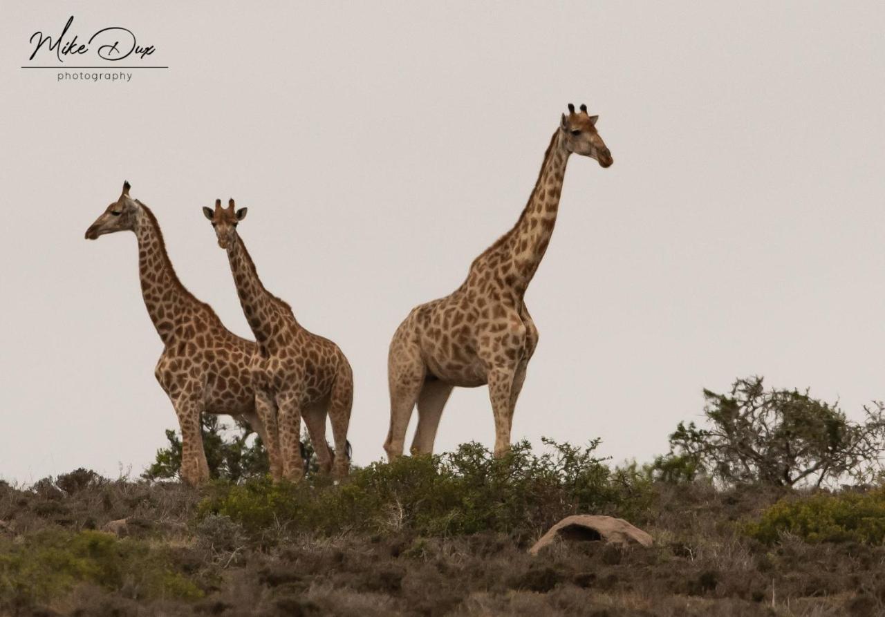 Safari Lodge - Amakhala Game Reserve Bagian luar foto