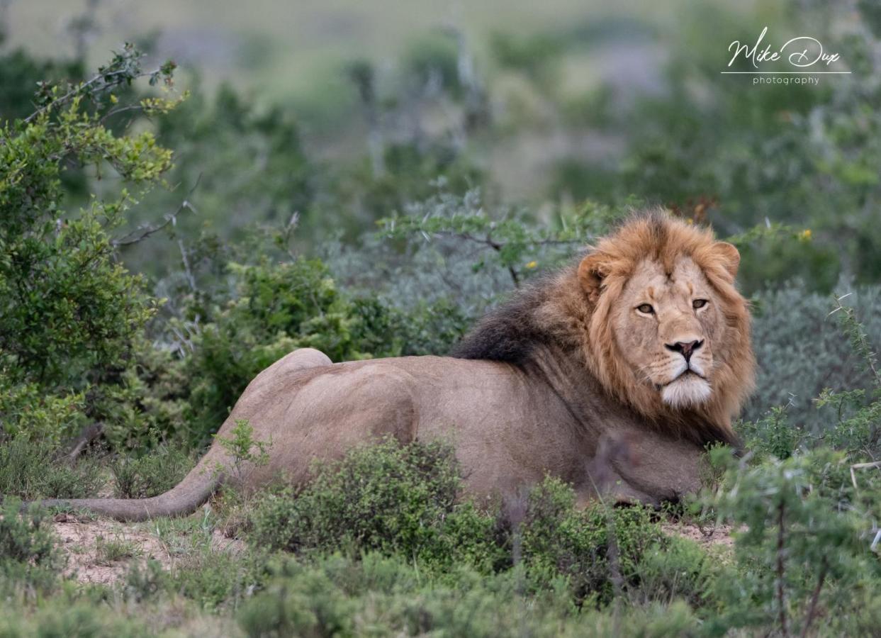 Safari Lodge - Amakhala Game Reserve Bagian luar foto