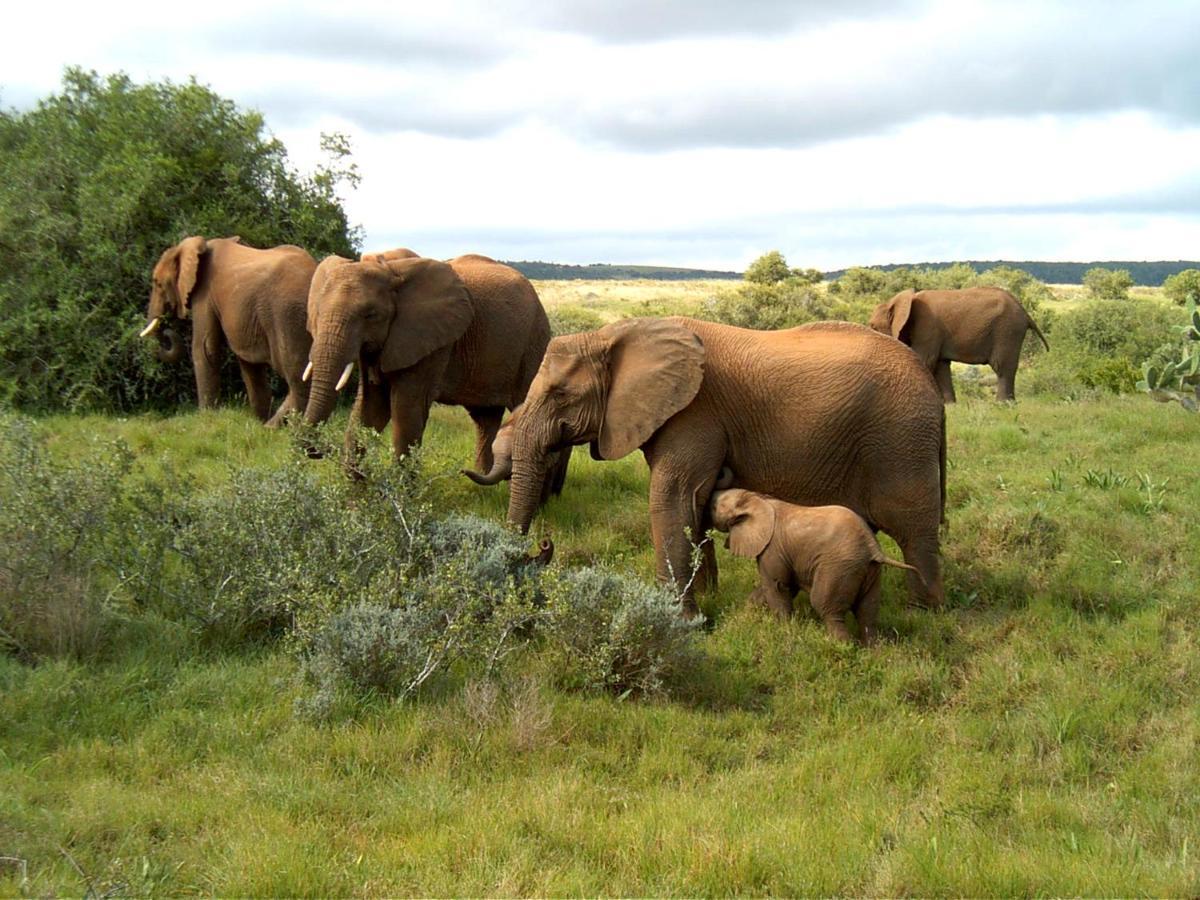 Safari Lodge - Amakhala Game Reserve Bagian luar foto