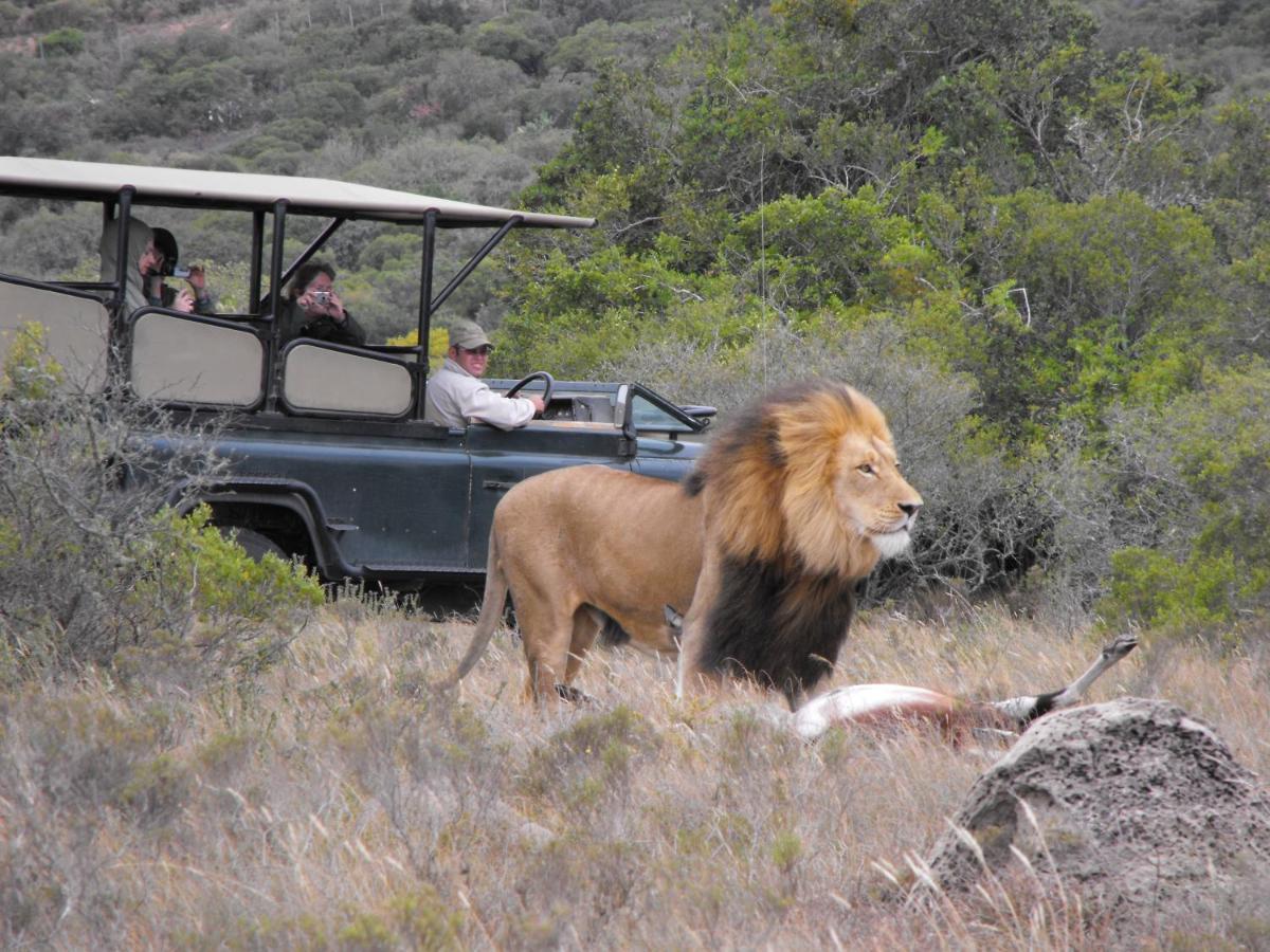 Safari Lodge - Amakhala Game Reserve Bagian luar foto