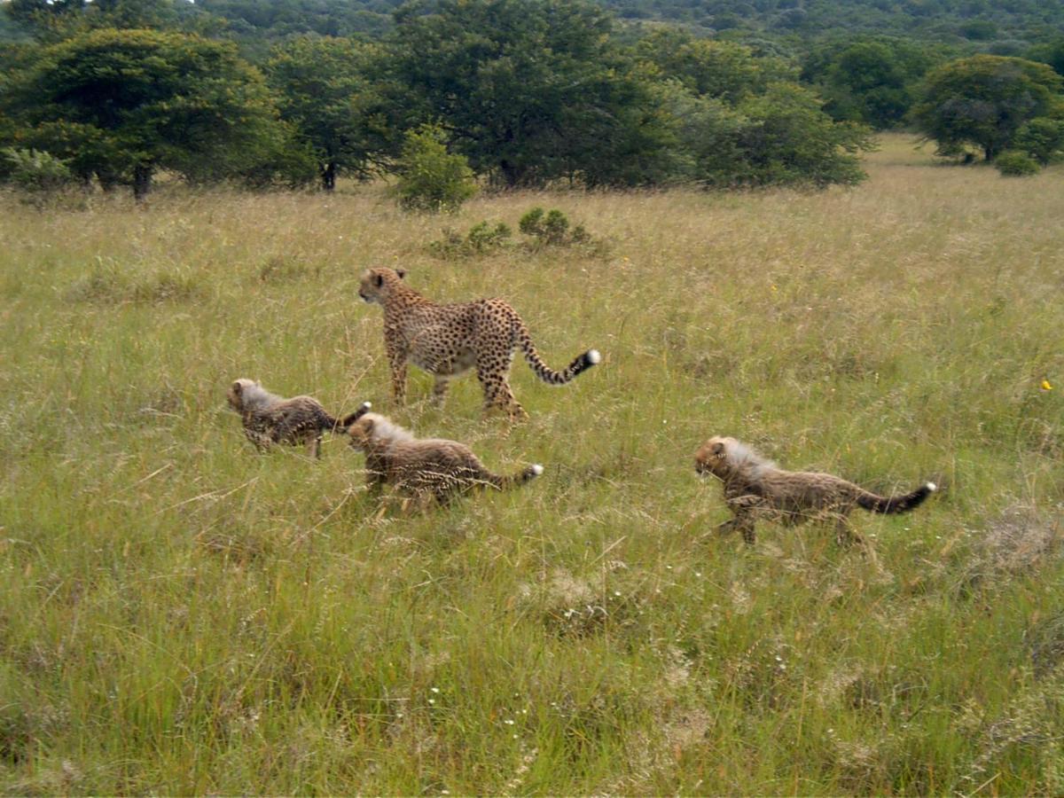 Safari Lodge - Amakhala Game Reserve Bagian luar foto