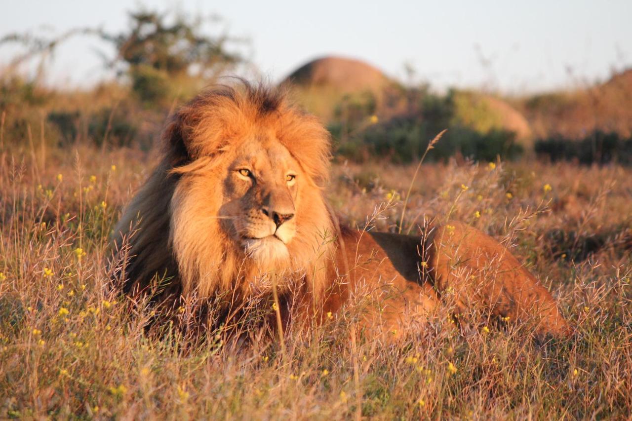 Safari Lodge - Amakhala Game Reserve Bagian luar foto