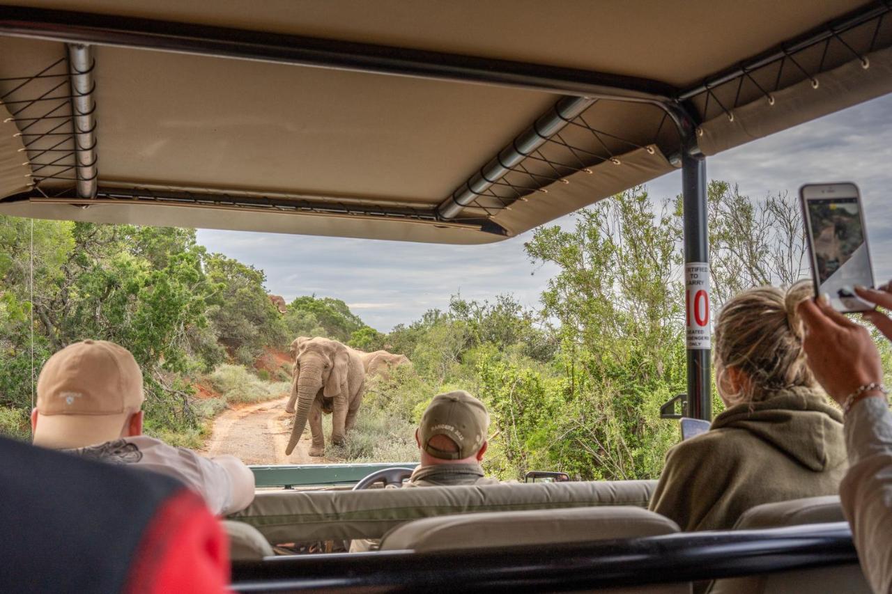 Safari Lodge - Amakhala Game Reserve Bagian luar foto