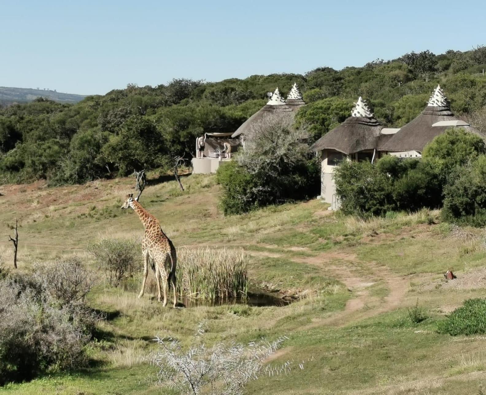 Safari Lodge - Amakhala Game Reserve Bagian luar foto
