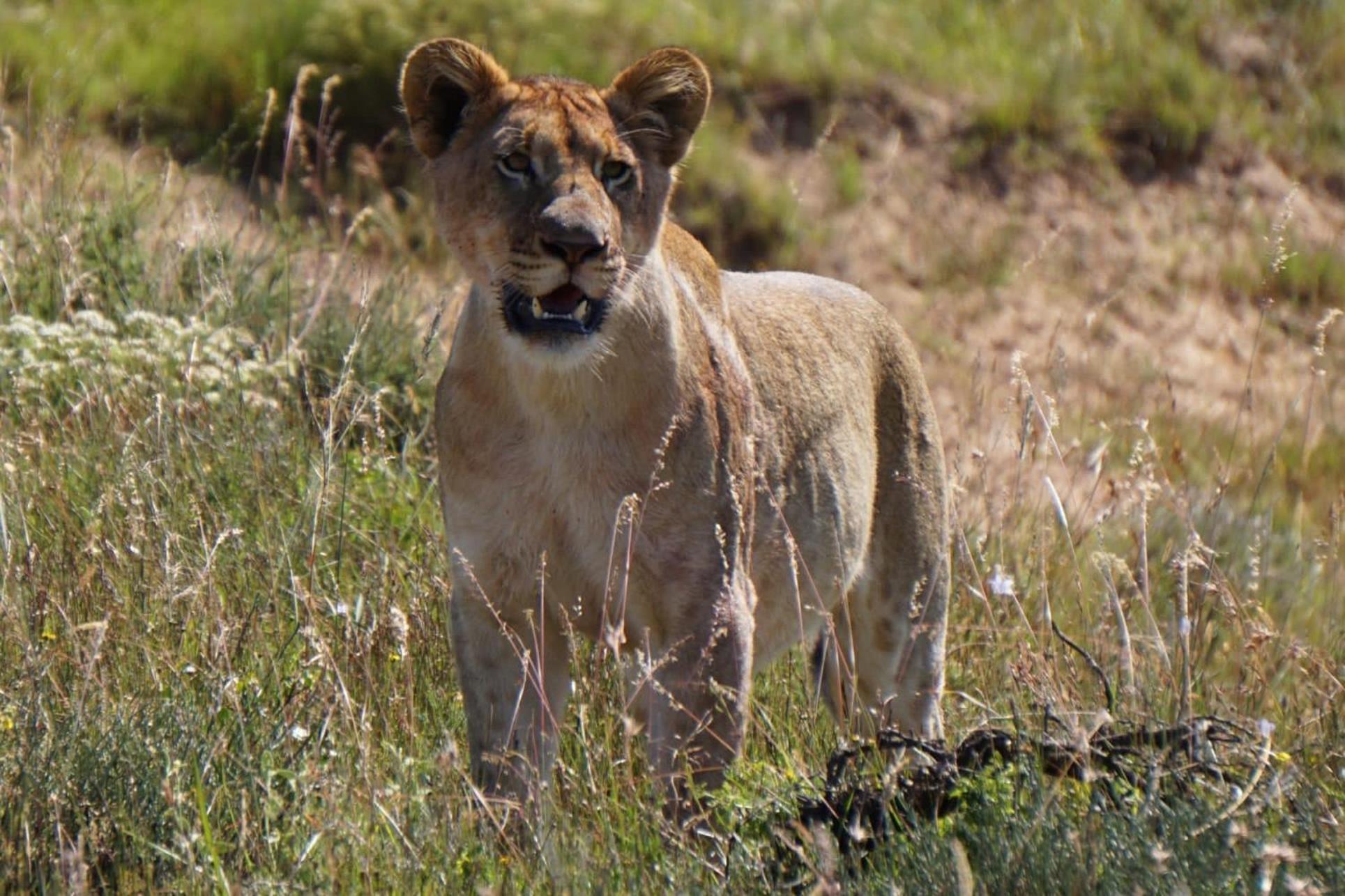 Safari Lodge - Amakhala Game Reserve Bagian luar foto